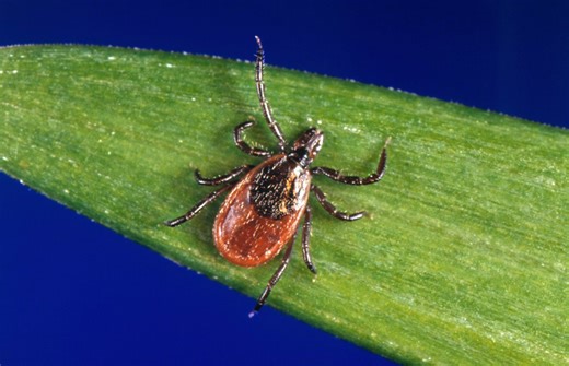 Ticks, Lyme disease a growing problem across Buckeye State