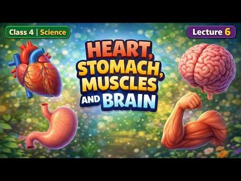 Class 4 Science Unit 1 | Heart, Brain, Muscles & Stomach | Lesson 6