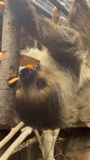 3.6K views · 304 reactions | We’re hoping some sloth snack time ASMR can turn any potential frown upside down.  Speaking of being upside down, sloths spend 90% of their lives upside down! Today, we’re celebrating International Sloth Day at Memphis Zoo! Come visit and say hi to our three, two-toed sloths in Animals of the Night. 殮  Keeper Erin #memphiszoo #sloth #internationalslothday #cute #asmr #sloths #animals #love #cronch #upsidedown | Memphis Zoo | Facebook