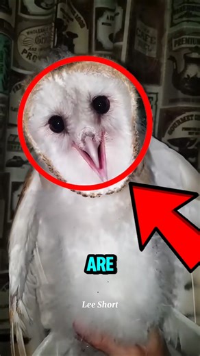 These Animal Sounds Are Creepier Than Horror Movies! 😱🫣🙀 #animals #viralshorts