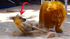 462K views · 10K reactions | NON STOP Best Top Prank Fake Tiger Vs Sleep Dog Real Try to laugh #Prank #Fnny #Laugh | Top Generations | Facebook