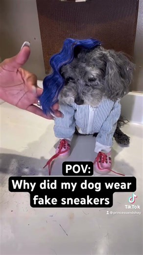 My dog thought she could get away with ￼wearing fake adidas #funnydogs