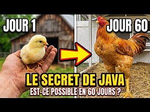 Template "Ayam Joper": The Secret of Java (Rapid Production)
