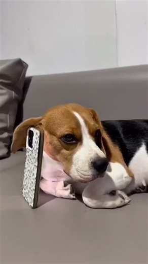 Jolly The Beagle & Bella The Aussie on Instagram: "Should remind my mom of her home address, just in case she forgets ❤️🐶 . #dogsofinstagram #dogtrend #trendingvideo #dogvideo #dog"