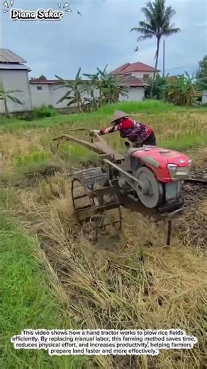 Traditional Farming with Hand Tractor | Boosting Productivity in Rice Fields