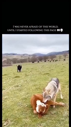 Wild sage on Instagram: "The Grey Wolf (Canis\ lupus), often referred to as the timber wolf, is the largest member of the canid family and a highly adaptable apex predator that inhabits diverse environments across the Northern Hemisphere, ranging from the freezing Arctic tundra to arid grasslands. These intelligent carnivores are famously social, living in complex family units known as packs—typically consisting of a dominant breeding pair and their multi-generational offspring—which allow them