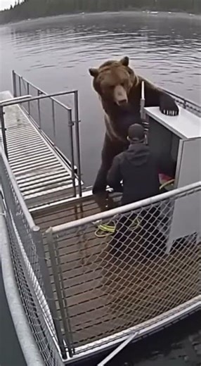 Coastal Brown Bear Rears Over Worker at Floating Dock Fuel Cage #brownbear