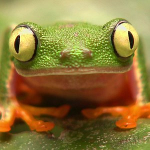 187K views · 710 reactions | Here’s what a journey into the world's largest rainforest could look like: | Trover | Facebook