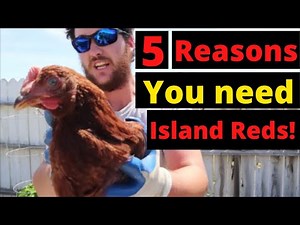 Rhode Island Red the BEST backyard chicken