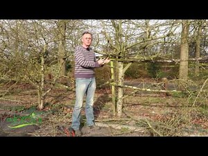 Pruning neglected fruit trees
