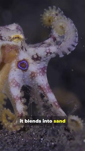 The blue-ringed octopus is a small but remarkable marine species #naturereels #facts #wildlife