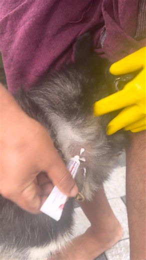 ഒരിക്കലും സംഭവിക്കരുത് എന്ന് പ്രാർഥിച്ചത് സംഭവിച്ചു 😭💔| Husky skin infection treatment | #husky