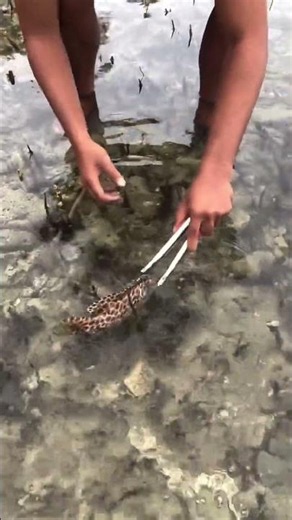 Catching a Spotted Grouper Fish with Tongs! 🐟
