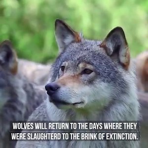 Idaho massacred 570 gray wolves in just 12 months, including more than 30 pups. Some trapped wolves shattered teeth trying to bite their way out, others died a slow death from hypothermia. Many were gunned down one-by-one from a helicopter. This brutal slaughtering of wolves and their pups is a horrific example of failed state wildlife management. That’s why we're going to fight like hell to protect gray wolves nationwide. Sign the petition right now and join us. | Center for Biological Diversit