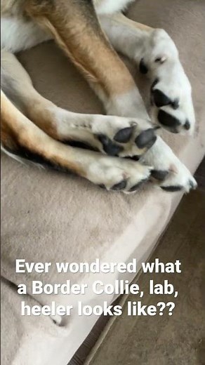 What does a lab, collie, heeler mix look like?