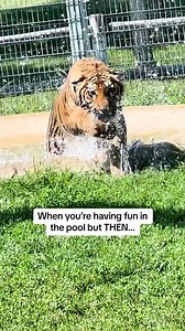 781K views · 112K reactions | Sienna loves playing in the water  #tiger #tigers #tigercub #cubs #babytiger #babyanimals #funnyanimals #foryou #cats #catsofinstagram #bigcats | Tanganyika Wildlife Park | Facebook
