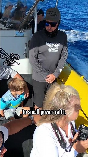 Maui Whale Tour Cheat Sheet 🐋 #Maui #hawaii #whalewatching