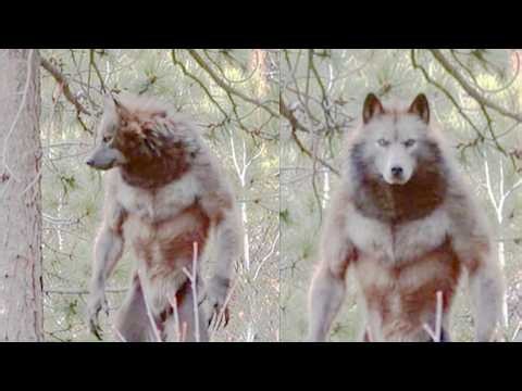 Dogman Footage That Made Believers Out of Skeptics | Dogman Story
