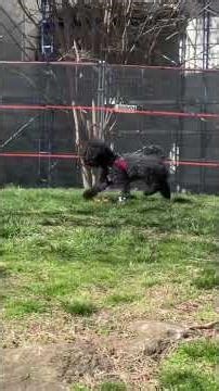 MeeMee the beagle 🙃 Charlie the chihuahua 😗 happy pups 🐶 #park #time #fur #friends #spring #nyc