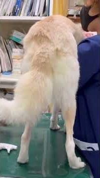 ⑤日本犬のはじめちゃんの肛門腺絞り、ご褒美
