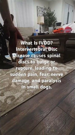 What Is IVDD? The Silent Spinal Disease in Small Dogs #ivdd #dog #petparents #shorts