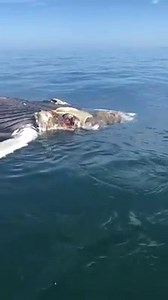 576K views · 2.6K reactions | Video by Matty Riley, out lobstering with Ken Roth, of a white shark near a dead humpback whale in Cape Cod Bay around 11 am today. | Atlantic White Shark Conservancy | Facebook