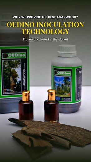 66K views · 1.3K reactions | Why we provide the Best Agarwood?...