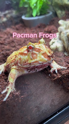 Staring competition #frog #frogs #frogsoftiktok #toad #toads #toadsoftiktok #pacmanfrog #pacmanfrogs #pacmanfrogsoftiktok #fyp #fypシ #cuteanimals #funnyanimals