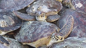 25K views · 839 reactions | We're more than an aquarium; we're sea turtle rescuers! With your support, we've rescued, rehabilitated, and released more than 1,000 endangered sea turtles in the past year. Vote for us as Best Aquarium for USAToday 10Best Awards, and show the world the great work we're doing together! VOTE HERE: https://bit.ly/2K0XcTE | Texas State Aquarium | Facebook