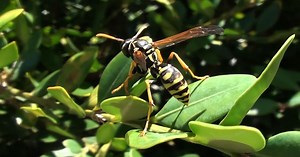 Venom immunotherapy helps those with deadly bug allergies