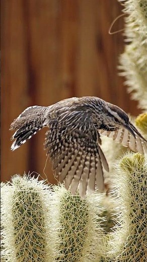 Cactus Wren Call Video: Bird Songs Western North America-Cactus Wren Singing Nature Sounds