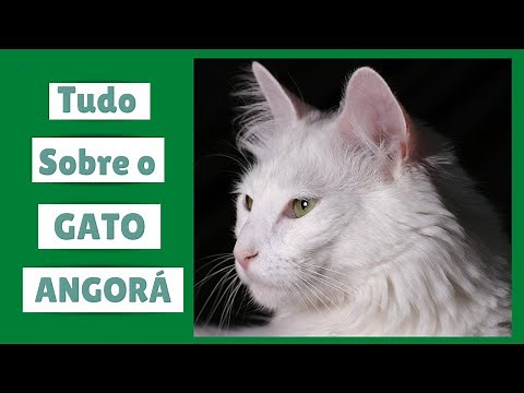 GATO ANGORÁ - TUDO SOBRE ELE - Características e cuidados