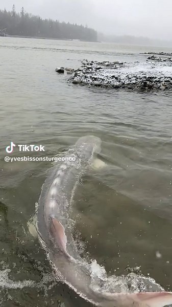 Experience Sturgeon Fishing on the Fraser River