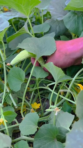 Exploring Agricultural Practices in Rural Settings