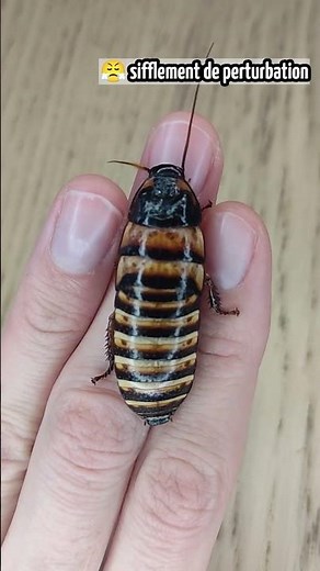 T'as déjà entendu une BLATTE ÉNERVÉE ? ‪@terrapodia‬