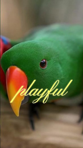 The World’s Heaviest Parrot: Meet the Kakapo!