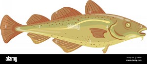 Codfish icon. Cartoon underwater animal. Seafood symbol isolated on white background Stock Vector Image & Art - Alamy