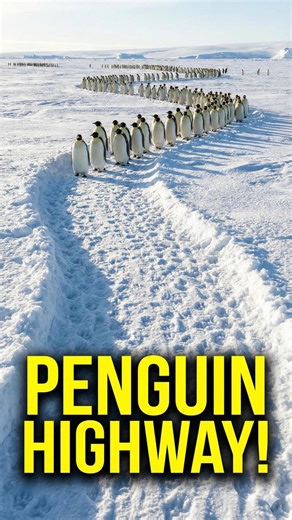 Penguin Highway🐧| Penguin Island South Georgia 🇬🇸 #penguin #southgeorgia #travelling #antarctica