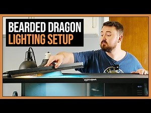 How to Set Up Lights for Bearded Dragon (Step by Step)