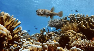 Advanced Coral Toolkit - Revive & Restore