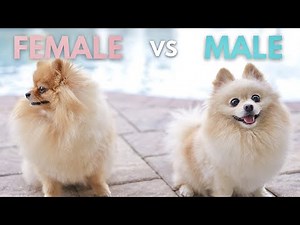 Funny Differences Between Male and Female Pomeranians