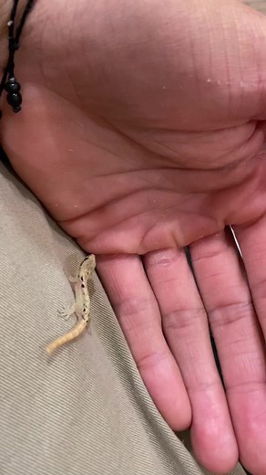 143K views · 1.6K reactions | Word of the day! Parthenogenesis 邏 #mourninggecko #gecko #geckos | TikisGeckos | Facebook