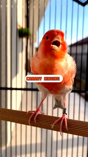 Canary Training Song | Male Canary Singing | Irish Fancy Canary Singing #canarysinging #shorts #1m