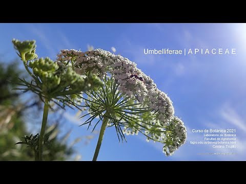 Introducción a la clase práctica de APIACEAE - Umbelliferae
