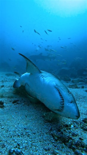 4.3K views · 4.3K reactions | Time for a scritch scratch on the...