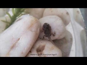 Raising tadpoles into frogs