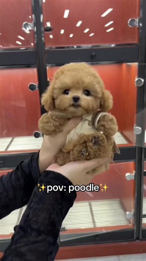 Funny Poodle Moments That Will Make You Smile