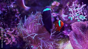 Live clown fish swims in algae and corals. Red sea underwater