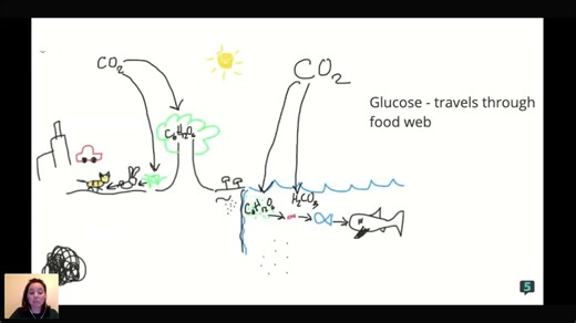 AP Environmental Science - The Carbon Cycle | Fiveable Cram Archive