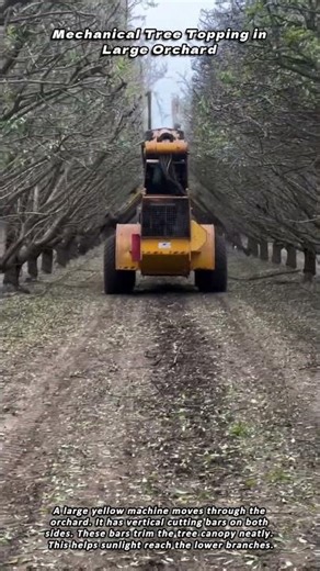 Mechanical Tree Topping in Large Orchard